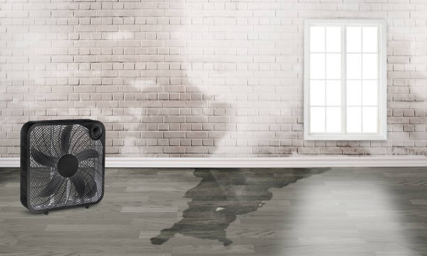 Best Carpet water damage restoration  in Mount Repose, OH